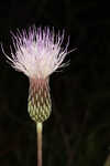 Le Conte's thistle